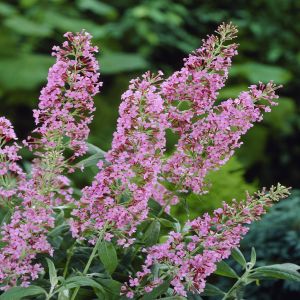 Buddleja davidii Ile de France