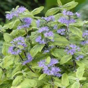 Caryopteris x clandonensis Summer Sorbet