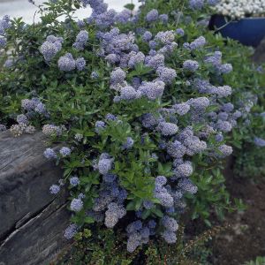 Ceanothus thyrsiflorus repens