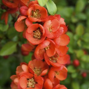 Chaenomeles Japonica  Sargentii