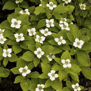 Cornus canadensis