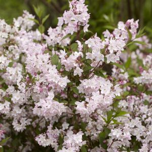 Deutzia purpurascens Kalmiiflora