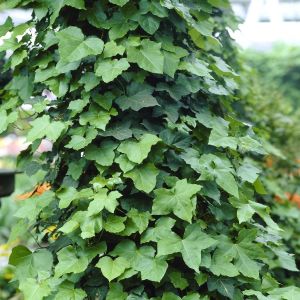 Hedera hibernica
