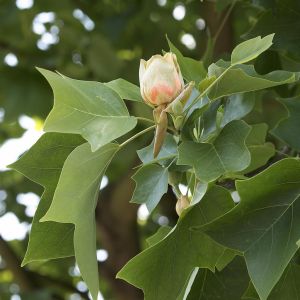 Liriodendron Tulipifera