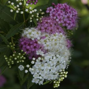 Spiraea japonica Genpei