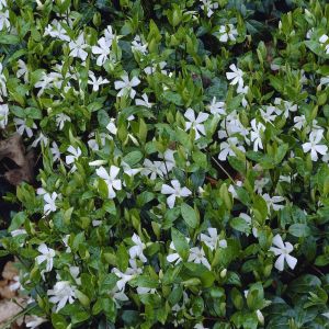 Vinca minor Alba
