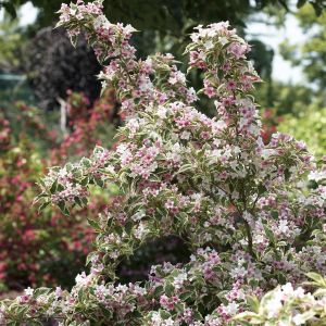 Weigela Nan Variegata