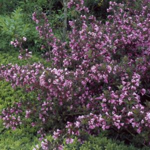 Weigela florida Foliis Purpureis