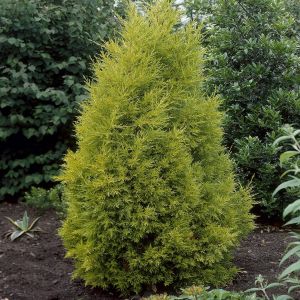 Cupressus Goldcrest