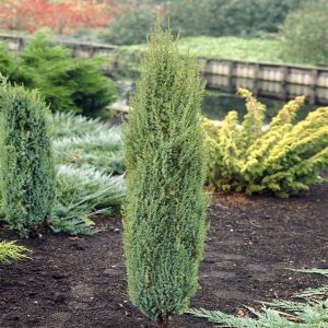 Juniperus communis Arnold