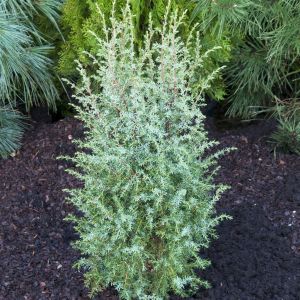 Juniperus communis Hibernica