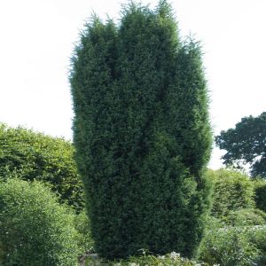 Juniperus communis Suecica