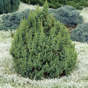 Juniperus pingii Loderi
