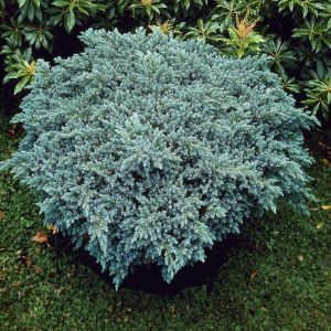 Juniperus squamata Blue Star