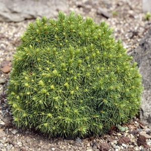 Picea glauca Alberta Globe
