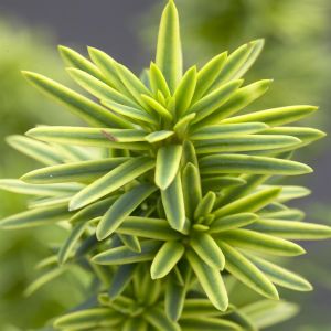 Taxus baccata David v2