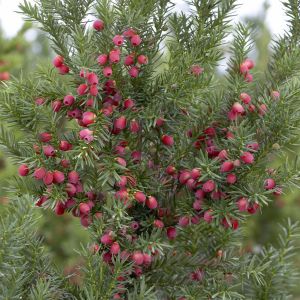 Taxus media Hicksii