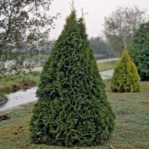 Thuja occidentalis Smaragd