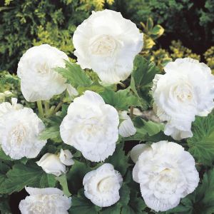 Begonia grandiflora White