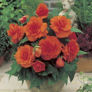 Begonia grandiflora Orange