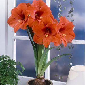 Hippeastrum Orange Souvereign