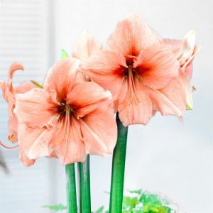 Hippeastrum Rilona