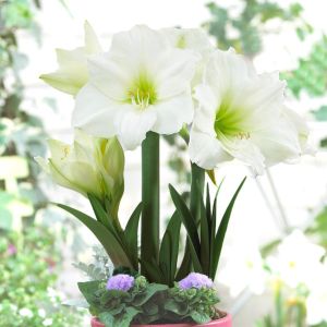 Hippeastrum Matterhorn