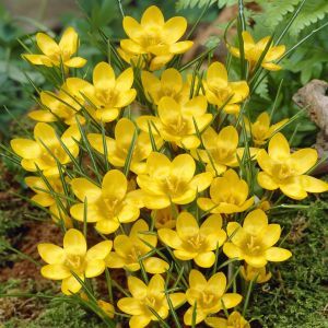 Crocus Dorothy visions