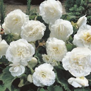 Begonia Non Stop White