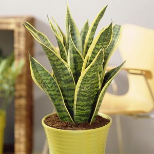 Sansevieria Futura Superba