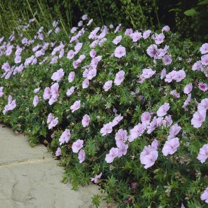 Geranium sanguineum striatum