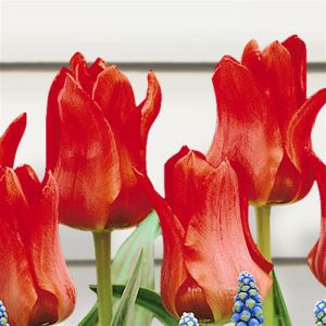 Tulip Red Riding Hood 2