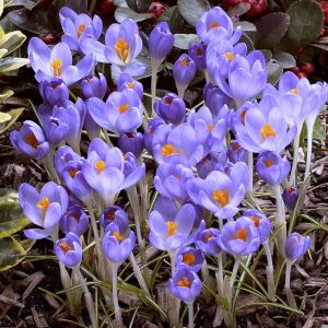 Crocus tommassianus Barrs Purple