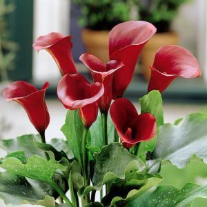 Zantedeschia Purple