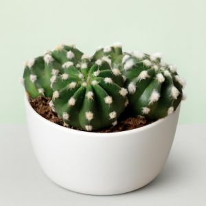Cactus Echinopsis-multiplex
