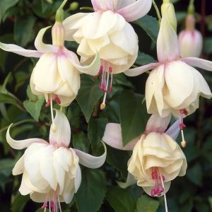 Fuchsia Annabel