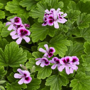 Geurgeranium Pelargonium Orange Fizz