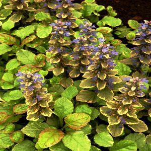 Ajuga reptans Burgundy Glow