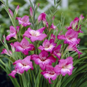 Gladioli Charm