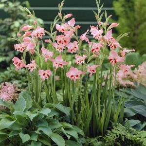 Gladioli Nathalie