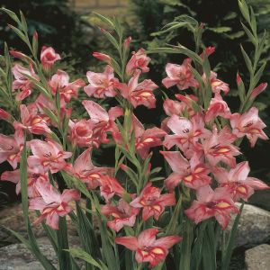 Gladioli Gouernsey Glory