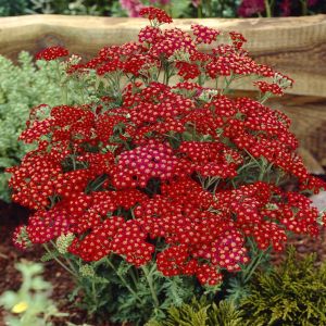 Achillea millefolium Red