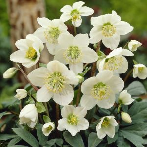 Helleborus Niger White