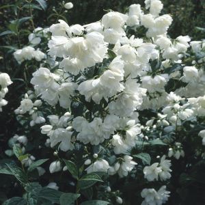 Philadelphus Snow belle