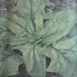 Spinach A,dam large leaved