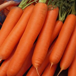 Winter Carrot Berlikumer