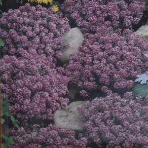 Alyssum Royal Carpet