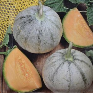 Melon Cantaloup Charentais