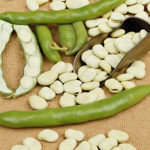 Broad Beans Hangdown