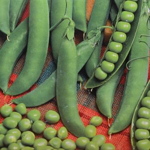 Peas Mechlin